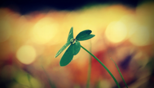 春节特色活动小学生手抄报,春节特色绘画作品